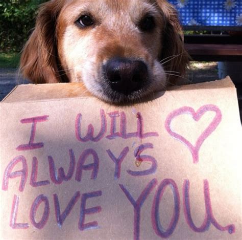 How do dogs say I love u?