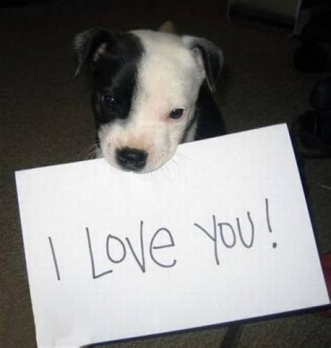 How do dogs say I love you back?