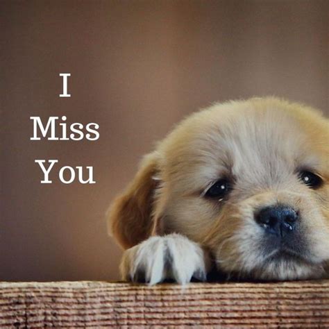 How do dogs say I miss you?