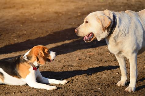 How do dogs show dominance over you?