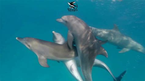 How do dolphins attract females?