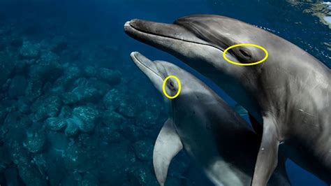 How do dolphins express their feelings?
