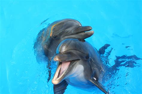 How do dolphins flirt?
