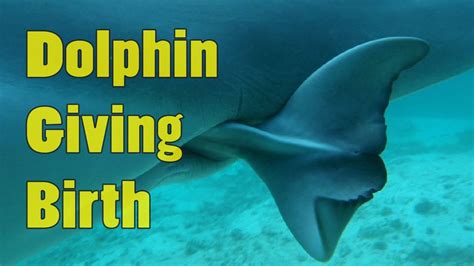 How do dolphins give birth?