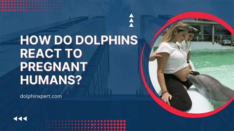 How do dolphins know humans are pregnant?