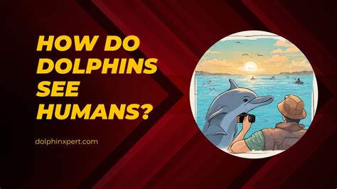 How do dolphins see humans?
