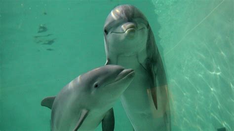How do dolphins show emotion?