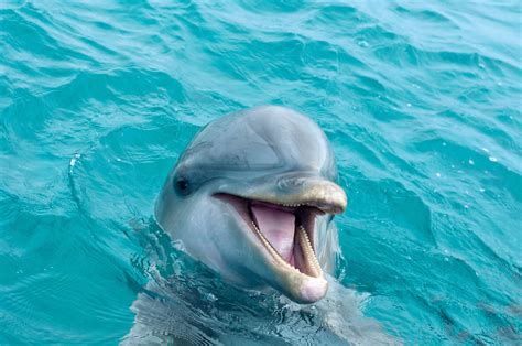 How do dolphins show happiness?