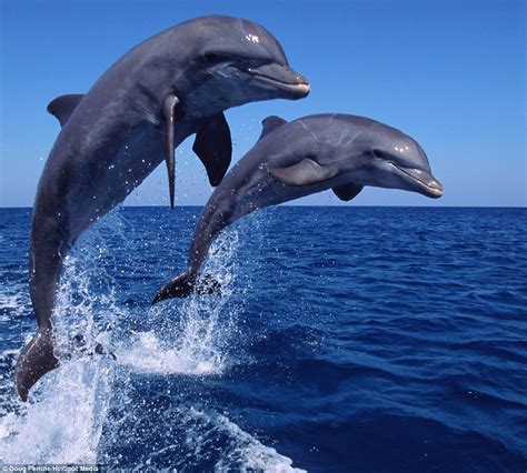 How do dolphins show love?