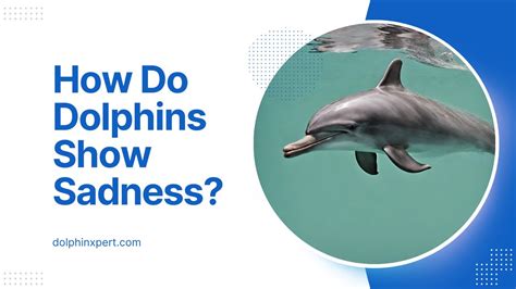 How do dolphins show sadness?