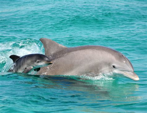 How do dolphins show they are happy?