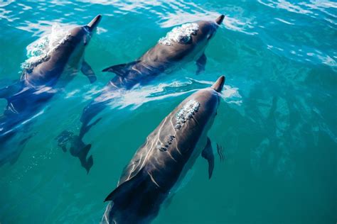 How do dolphins talk to humans?