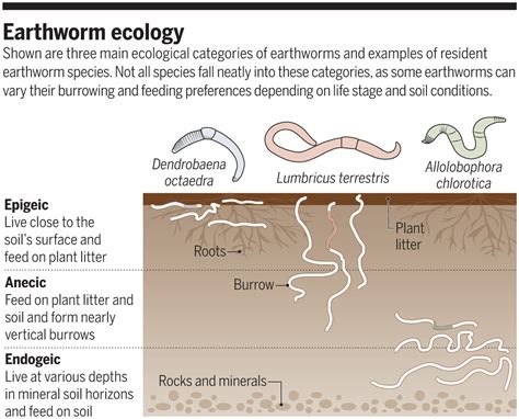 How do earthworms affect humans?