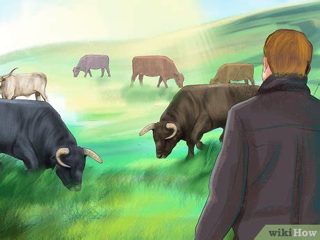 How do farmers handle bulls?