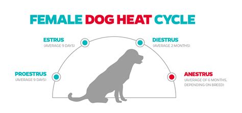 How do female dogs react to other females in heat?