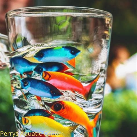 How do fish drink?