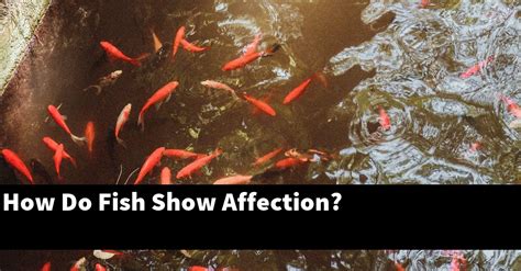 How do fish show affection to other fish?