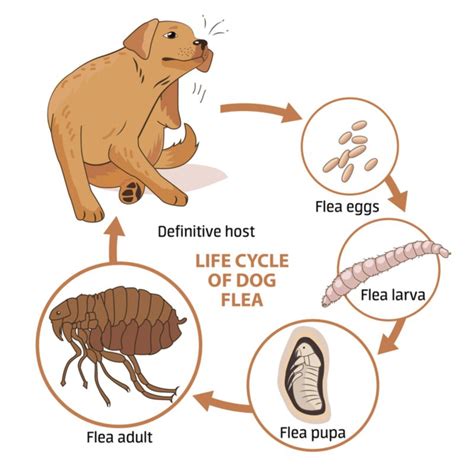 How do fleas feel on humans?