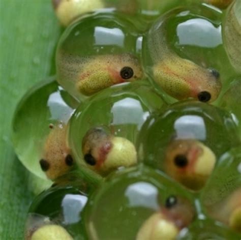 How do frog eggs come out?