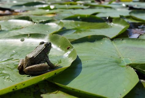 How do frogs get on lily pads?