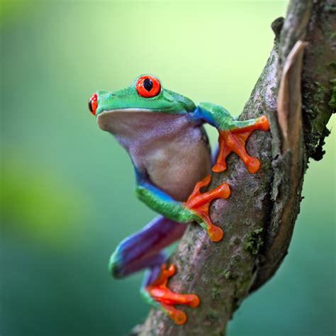 How do frogs survive in the rainforest?