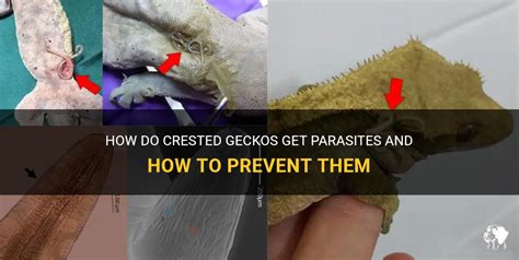 How do geckos get parasites?