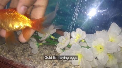 How do goldfish act before laying eggs?