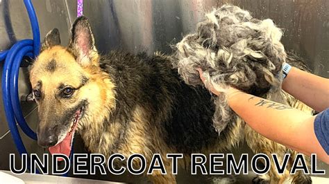 How do groomers deal with scared dogs?