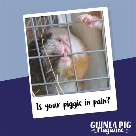 How do guinea pigs act when in pain?