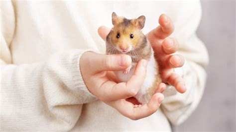 How do hamsters show fear?