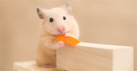 How do hamsters show fear?