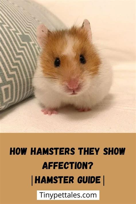How do hamsters show their love?