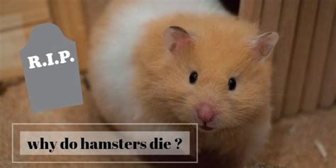 How do hamsters show they are in pain?