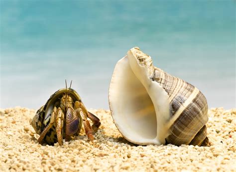 How do hermit crabs find a new shell?
