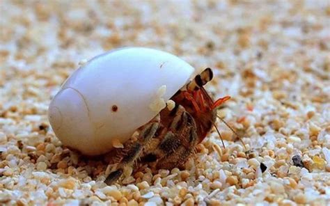 How do hermit crabs hear?