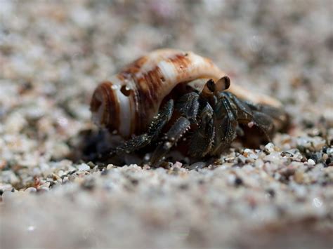 How do hermit crabs see at night?