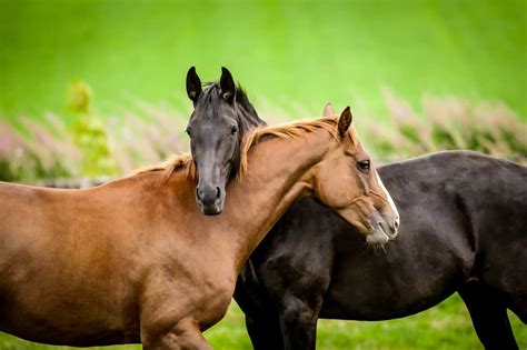 How do horses show friendship?
