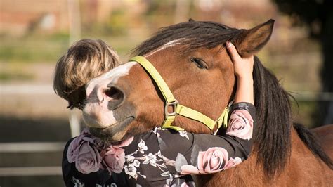 How do horses show love to their owners?