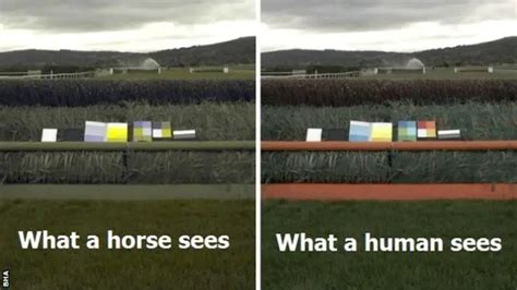 How do horses view humans?
