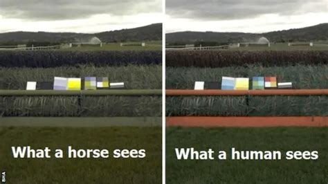 How do horses view people?