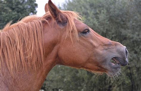 How do horses yell?