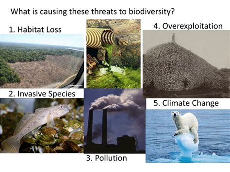 How do human cause damage to biodiversity?