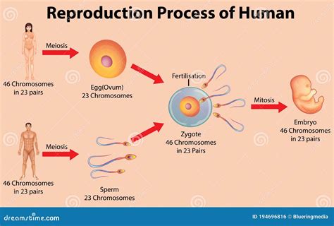 How do humans mate?