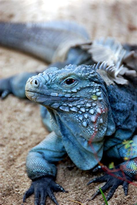How do iguanas say hello?