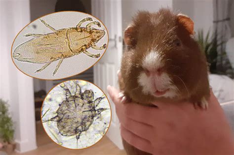How do indoor guinea pigs get mites?