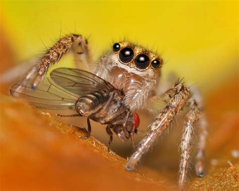 How do jumping spiders eat?