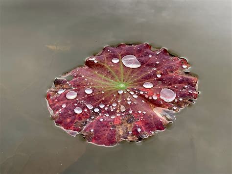 How do lily pads repel water?