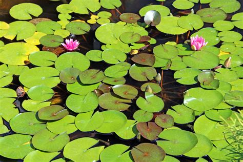 How do lily pads survive in water?