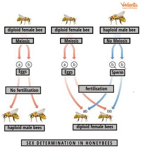 How do male honey bees produce sperm?