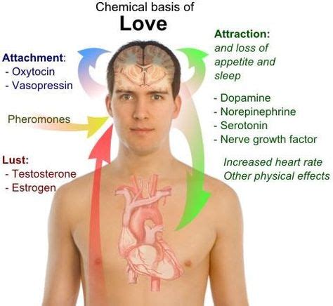 How do male pheromones affect males?